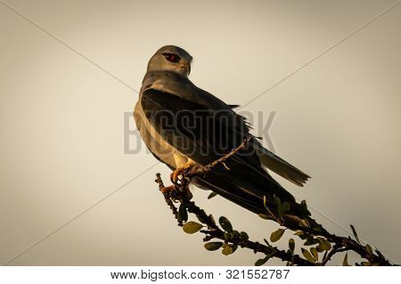 Black-shouldered Kite On Leafy Branch Looking Round