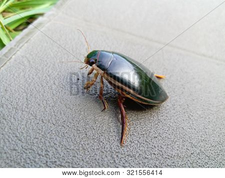 Swimming Water Bug Is Sitting On A Karimat. Side View.
