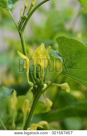 Common Birthwort - Latin Name - Aristolochia Clematitis