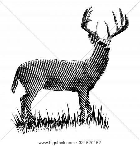 Woodcut-style Illustration Of A Full-grown Buck Isolated.