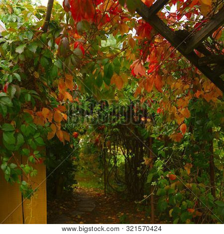 Garden Arch With Rhanging  Red Lautumn Leaves, Square Composition, Shallow Dof