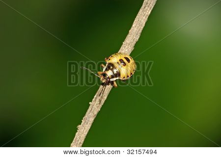 Stinkbug