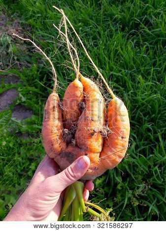 Odd Looking Weird Mutant Uneven Carrots In Hand Outdoors, Green Grass On The Background.