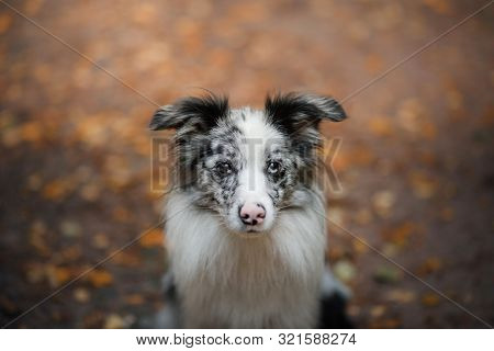 Marble Border Collie Dog In A Beautiful Autumn Park.