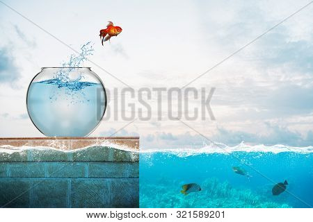 Goldfish Leaps Out Of The Aquarium To Throw Itself Into The Sea