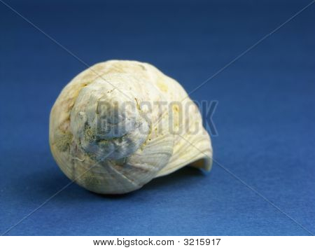 Comum do Norte pústula Seashell