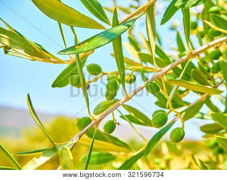 Cluster Of Green Aglandau Olives.