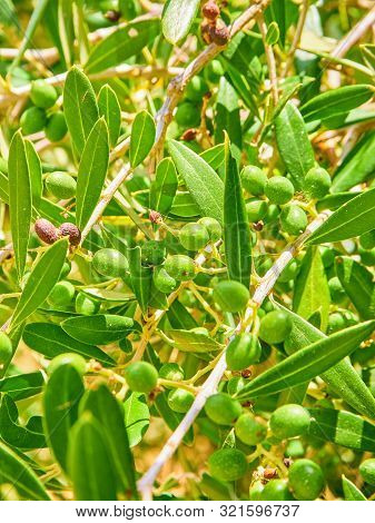 Cluster Of Green Aglandau Olives.
