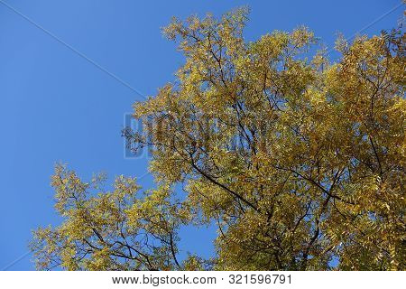 Golden Yellow Autumnal Leafage Of Sophora Japonica Against Blue Sky
