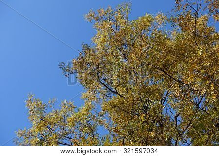 Yellow Autumnal Foliage Of Sophora Japonica Against Blue Sky