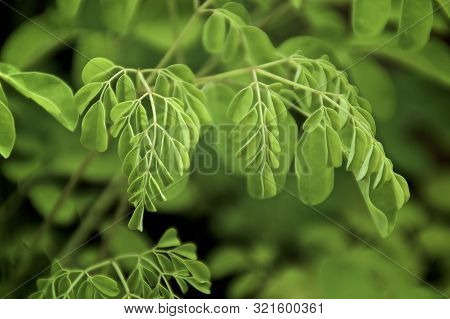 Close Up Of Moringa Tree Leaves, With Selective Focus. Moringa Is A Food Known As A Superfood And Di