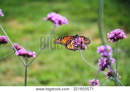 A Monarch Butter Fly Perched On A Flower.