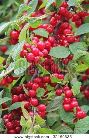 Red Nanking Cherries On A Tree In The Early Summer. Prunus Tomentosa, Cerasus Tomentosa.