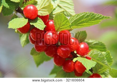 Red Nanking Cherries On A Tree In The Early Summer. Prunus Tomentosa, Cerasus Tomentosa.