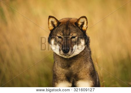 Beautiful Japanese Dog Breed Shikoku Sitting In The Field In Autumn