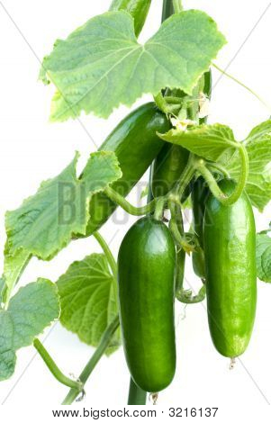 Pepinos em alta