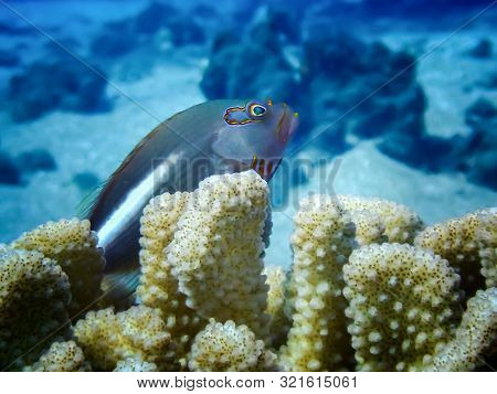 Close Up Arc Eyed Hawkfish Sitting In Antler Coral Underwater In Hawaii.