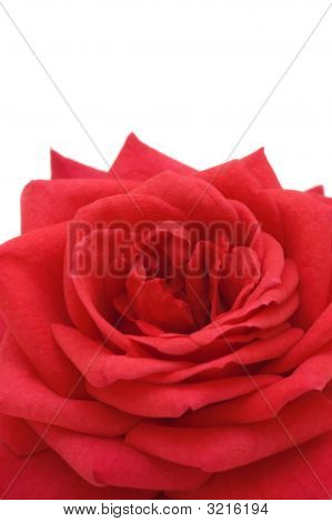Rosa em fundo branco