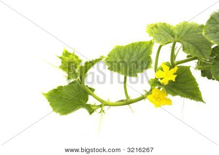 Pepinos de floração