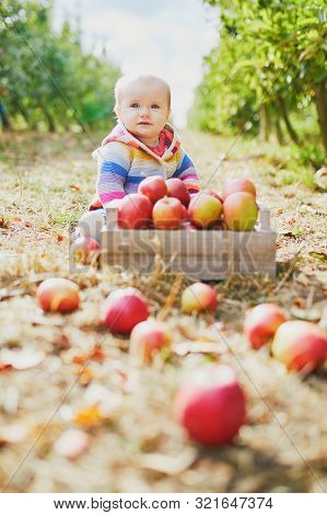 Adorable Baby Girl Sitting On The Ground Near Crate Full Of Ripe Apples. Little Child Eating Fruits.