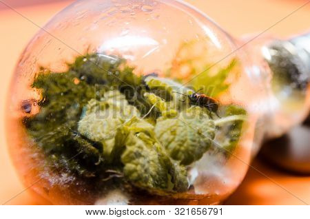 Terarrium Plant In Light Bulb. Close Up Of Mini Garden In Glass With  Bedbug Soldiers Living Inside