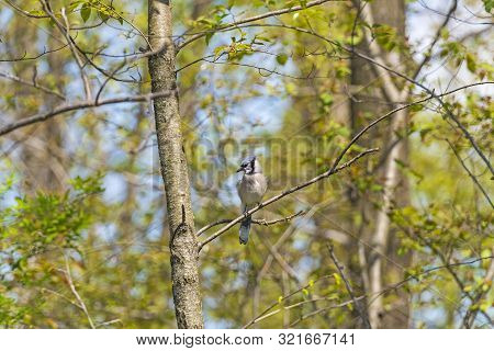 Blue Jay Looking For Food In The Forest In Horicon Marsh In Wisconsin