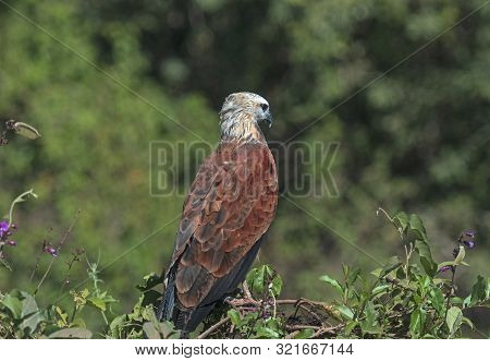 A Black Collared Hawk In The Wetlands On The Pantanal In Brazil