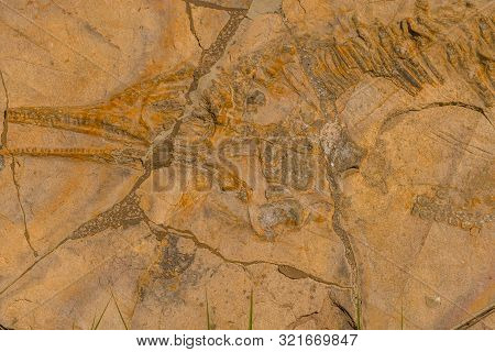 Taean, South Korea; August 14, 2019: Replica Of Prehistoric Fish Fossilized In Slab Of Stone On Disp
