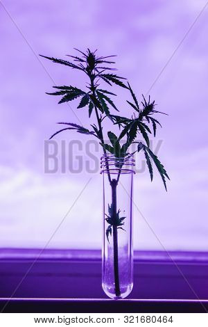 Cannabis Leaf And Bush In Vitro. The Concept Of Home Grown Hemp For Oil, Medical Purposes. Medical L