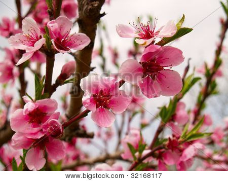 Pfirsich BlÃ¼ten