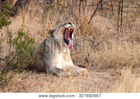 Lioness Yawning In Dinokeng Game Reserve In South Africa
