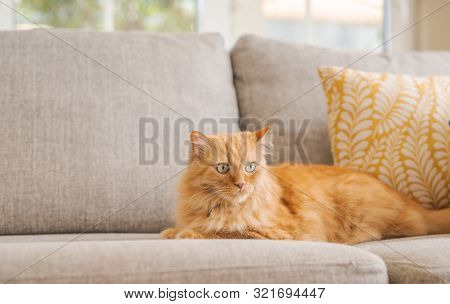 Beautiful ginger long hair cat lying on the sofa on a sunny day at home