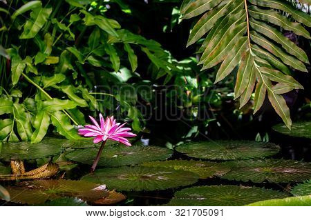 Blossom Nymphaea Red Lotus, Blooming Aquatic Flower Lotus Water Lily In The Rainforest, Horizontal B