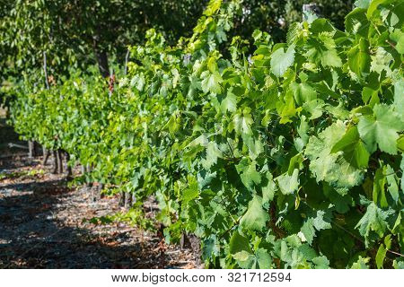 Detail Of Vineyards In Ribera Sacra In Tronceda, Ourense, Galicia, Spain.