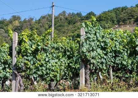 Some Vineyards In Ribera Sacra In Tronceda, Ourense, Galicia, Spain.