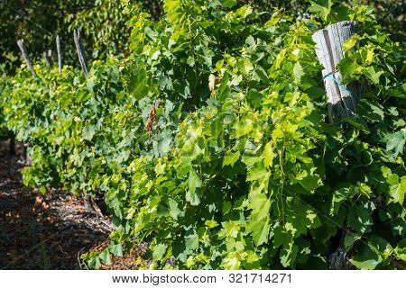 Detail Of Vineyards In Ribera Sacra In Tronceda, Ourense, Galicia, Spain.
