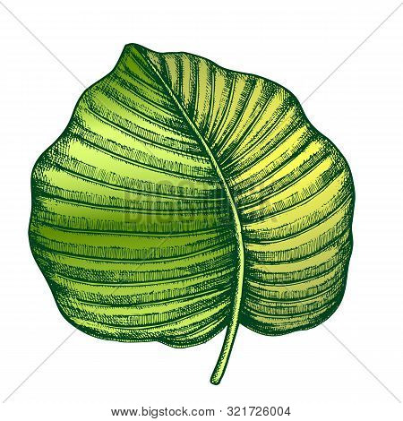 Anthurium Regale Tropical Leaf Hand Drawn Vector. Floral Frond Nils Leaf Of Evergreen Plant. Detail 
