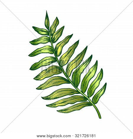 Areca Palm Tropical Exotic Leaf Hand Drawn Vector. Houseplant Floral Chrysalidocarpus Lutescens Arch