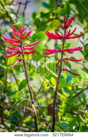 Coral Beans Wildflowers In Aransas Nwr, Texas