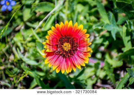 Indian Blanket Wildflower In Aransas Nwr, Texas