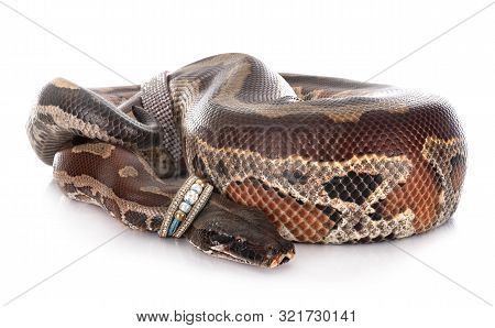 Python Brongersmai In Front Of White Background
