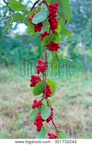 Red Fruits Of Schisandra Growing On Branch In Row. Ripe Schizandra On Liana In Garden