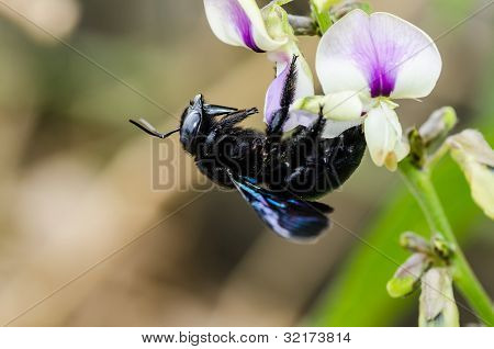 Carpenter Bee Macro In de natuur