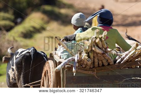 Children In A Zebu Cart, Selective Focus, Madagascar