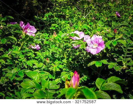 Close Up Of Pink, Wild Rose Flofer. Rosa Acicularis - Summer Nature Concept.
