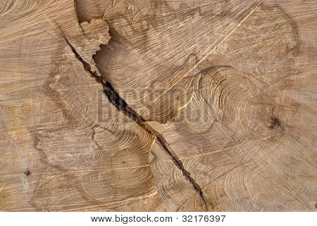 ตัดส่วนลำต้นของไม้