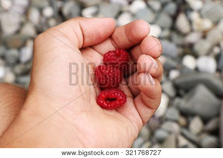 Rubus Idaeus Good Snack For Every Day With Many Vitamins. Tasty Fruit In Summer Times. Man Holds Thr