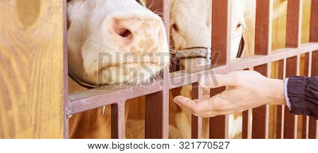 Agriculture Animal Sick. Cow Portrait, Beef Meat. Milk Kine