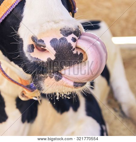 Agriculture Animal Sick. Cow Portrait, Beef Meat. Milk Kine