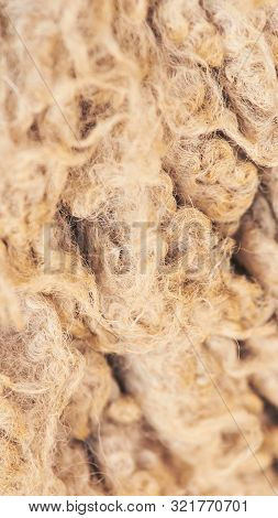Sad Kulunda Breeding Sheep. Muzzle Sharing. Meat And Fur Farm Production. Animal Wool. Close Up Text